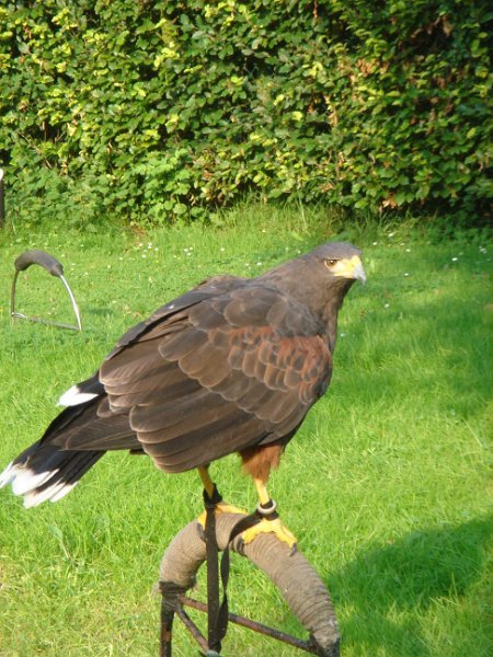 dc-2008-0178 roofvogelshow (30-07-2008)